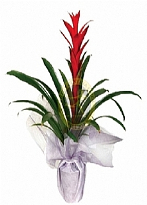 guzmania
